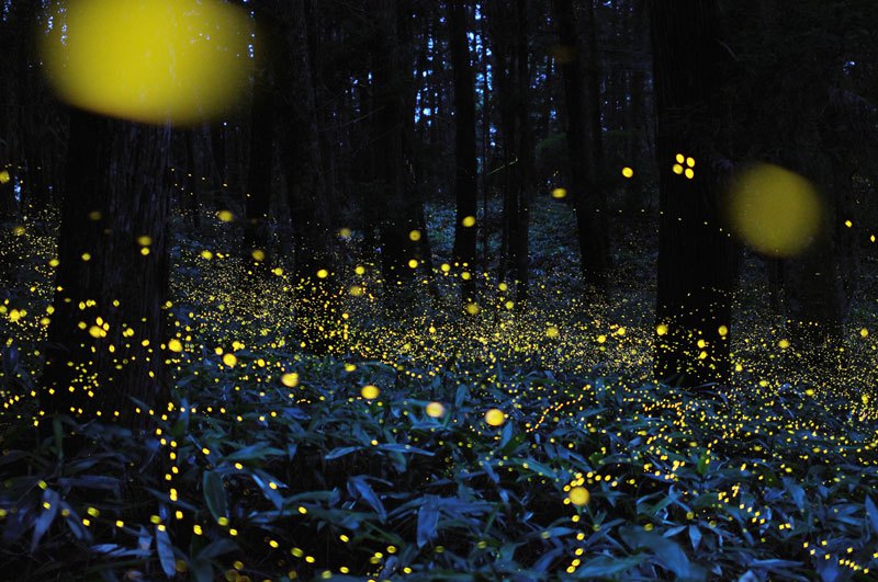 luciernaga firefly Tsuneaki Hiramitsu Cultura Inquieta10
