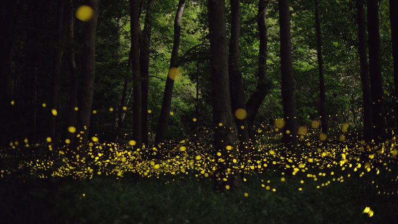 luciernaga firefly Tsuneaki Hiramitsu Cultura Inquieta2