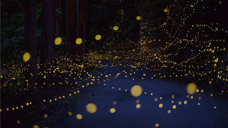 luciernaga firefly Tsuneaki Hiramitsu Cultura Inquieta3