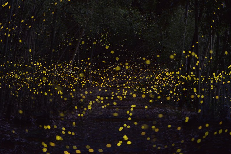 luciernaga firefly Tsuneaki Hiramitsu Cultura Inquieta4