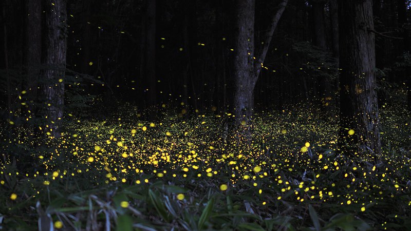 luciernaga firefly Tsuneaki Hiramitsu Cultura Inquieta5