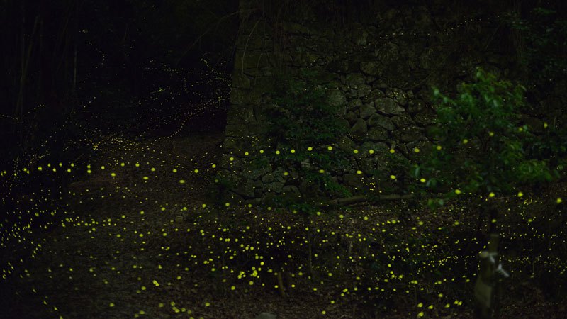 luciernaga firefly Tsuneaki Hiramitsu Cultura Inquieta6