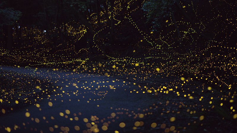 luciernaga firefly Tsuneaki Hiramitsu Cultura Inquieta7