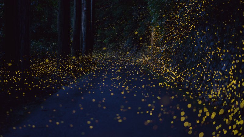 luciernaga firefly Tsuneaki Hiramitsu Cultura Inquieta9
