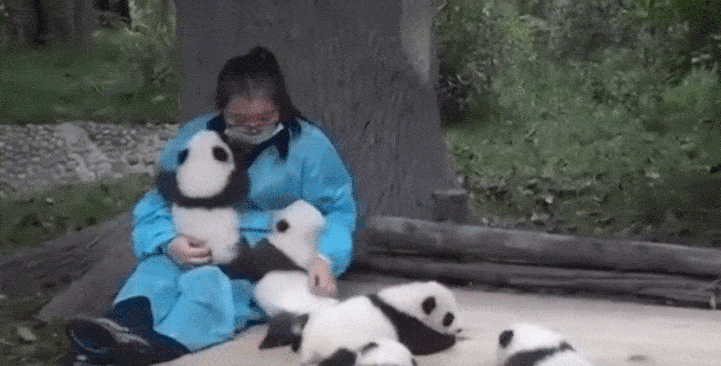 China Panda huggers3
