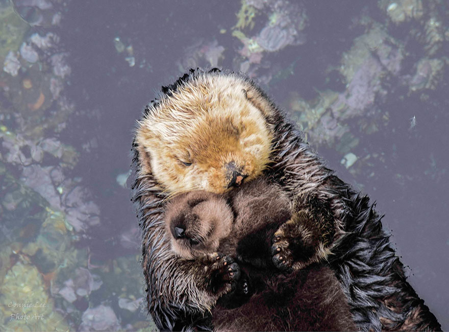 Connie Levenhagen the cutest animal in the world4