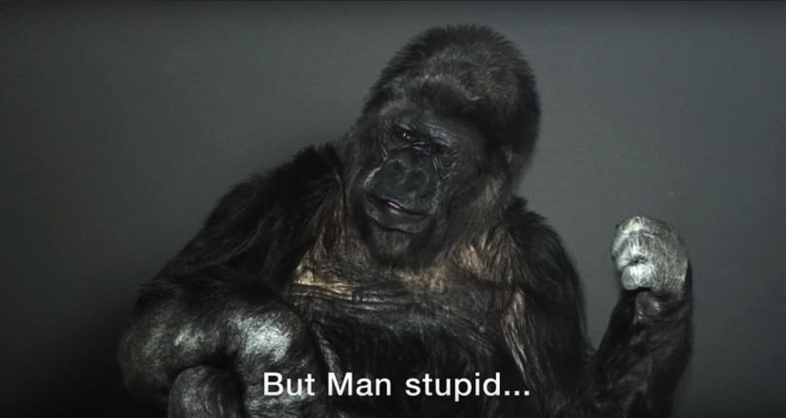 Koko the gorilla