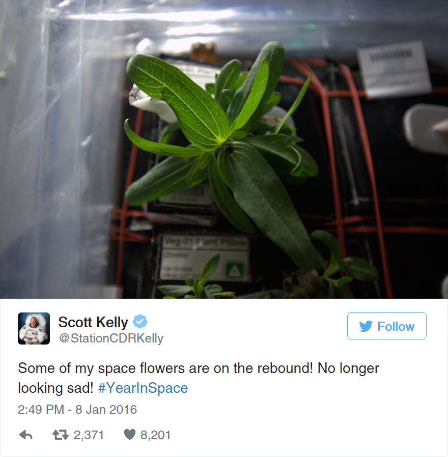 Scott Kelly flower space