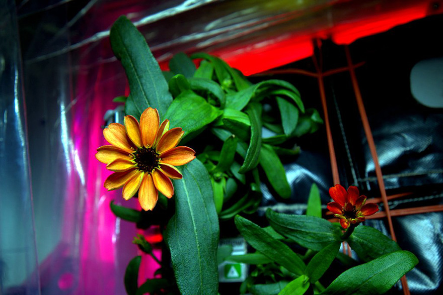 Scott Kelly flower space4