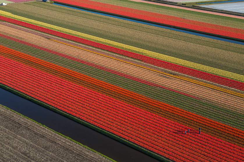 Tulips tulipanes Cultura Inquieta