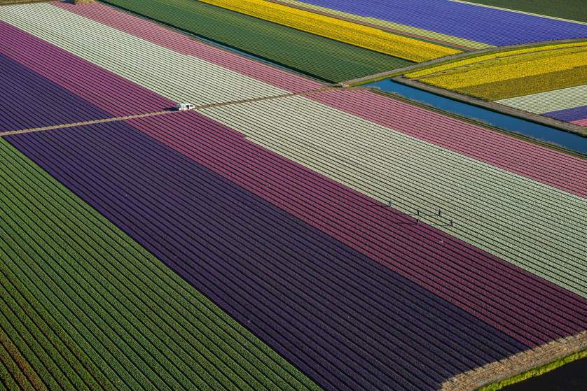 Tulips tulipanes Cultura Inquieta3