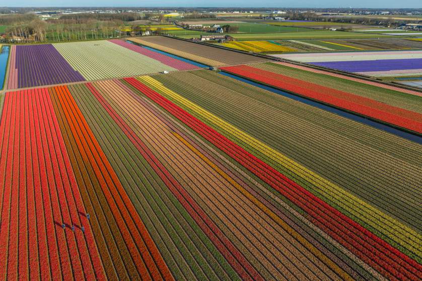 Tulips tulipanes Cultura Inquieta5