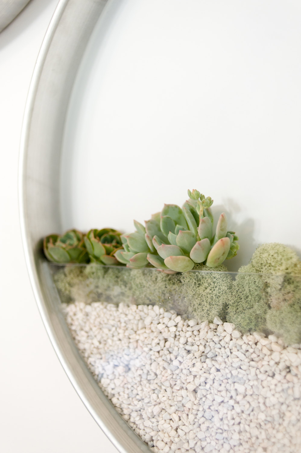 Kim Fisher plant planta pared Cultura Inquieta2