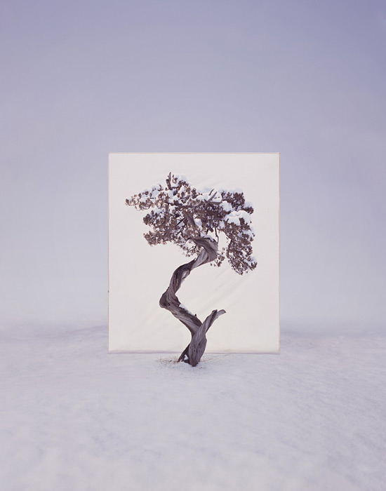 Myoung Ho Lee calm Tree Portraits