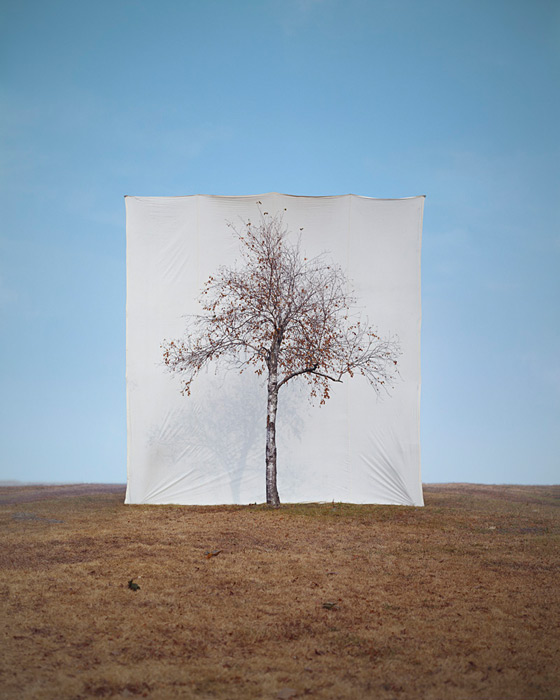Myoung Ho Lee calm Tree Portraits2