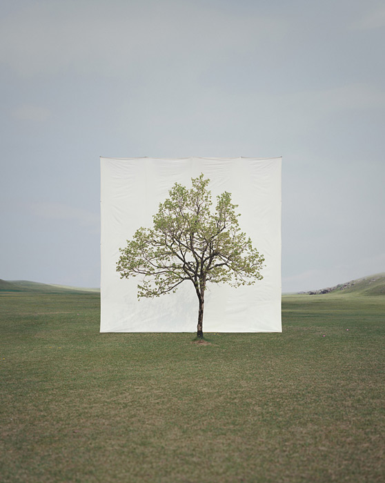 Myoung Ho Lee calm Tree Portraits3