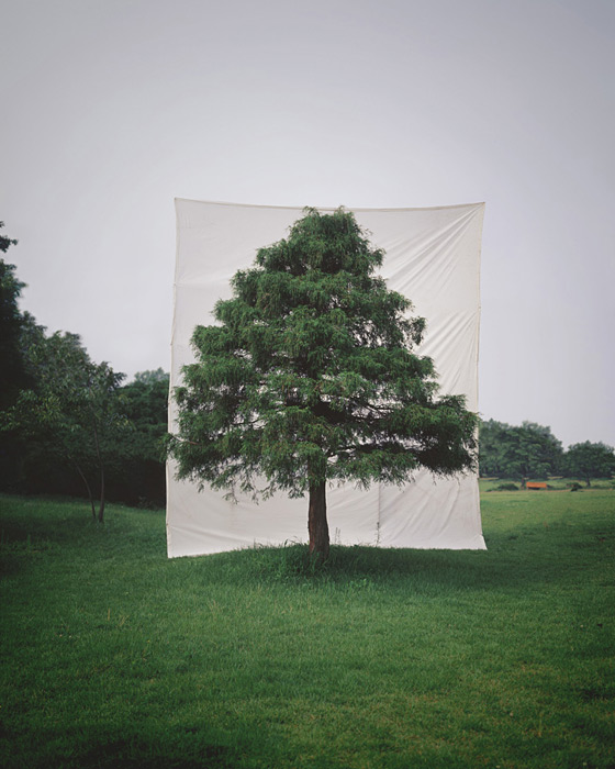 Myoung Ho Lee calm Tree Portraits4