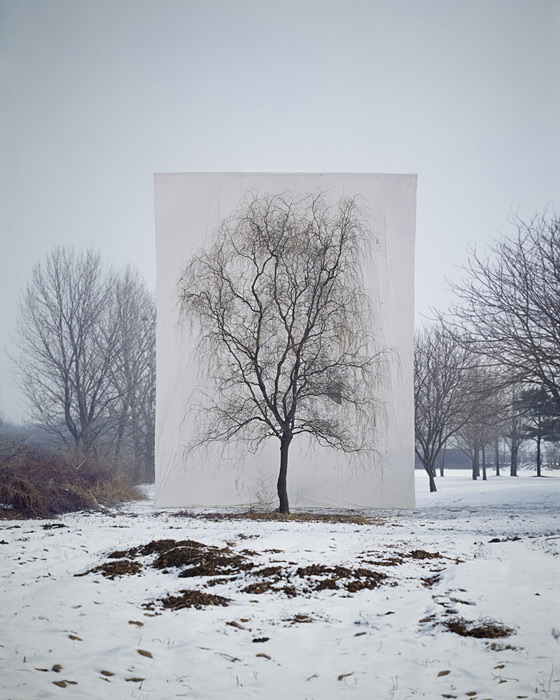 Myoung Ho Lee calm Tree Portraits5