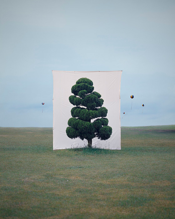 Myoung Ho Lee calm Tree Portraits6