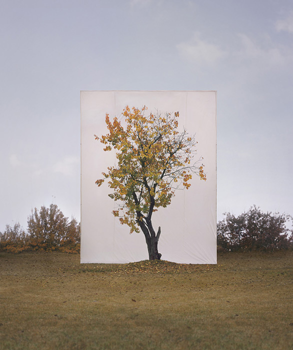 Myoung Ho Lee calm Tree Portraits7