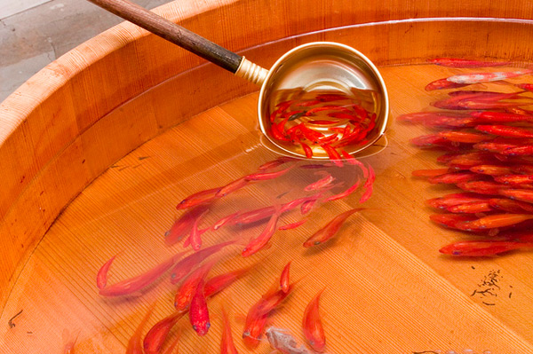 Riusuke Fukahori goldfish