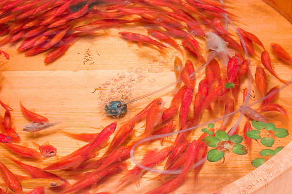 Riusuke Fukahori goldfish2