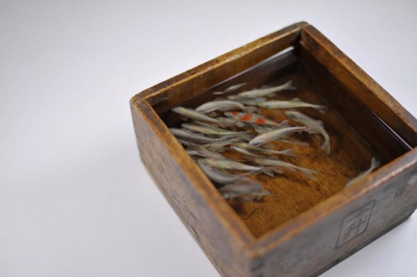 Riusuke Fukahori goldfish4