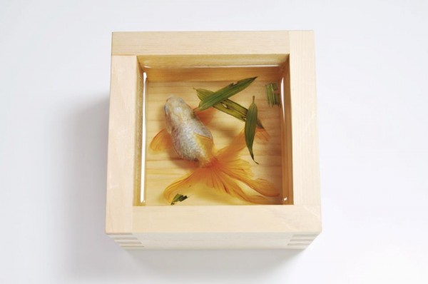 Riusuke Fukahori goldfish5