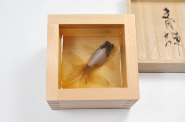 Riusuke Fukahori goldfish6