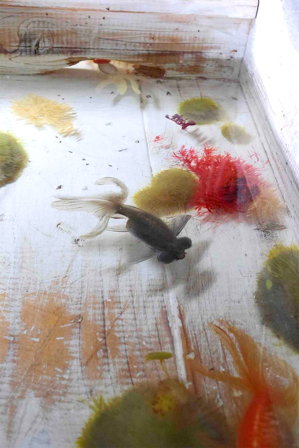 Riusuke Fukahori goldfish9