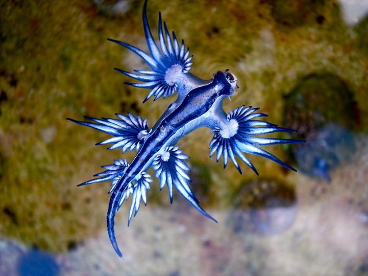 blue dragon dragon azul