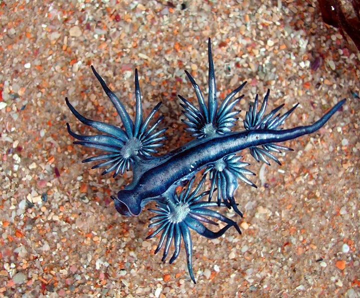 blue dragon dragon azul4