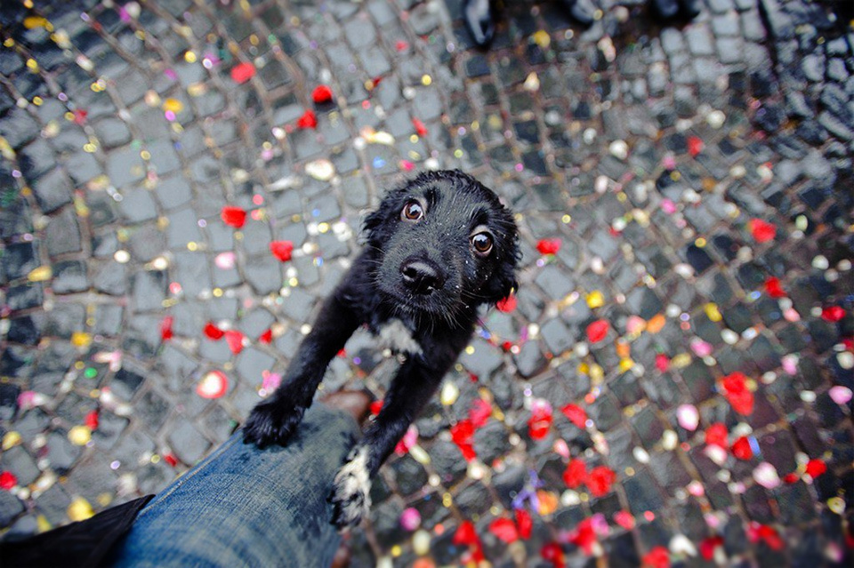 dog perro fotografia photograph