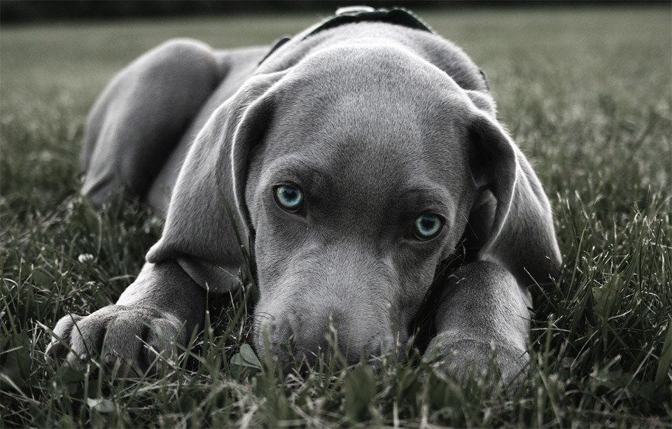 dog perro fotografia photograph10