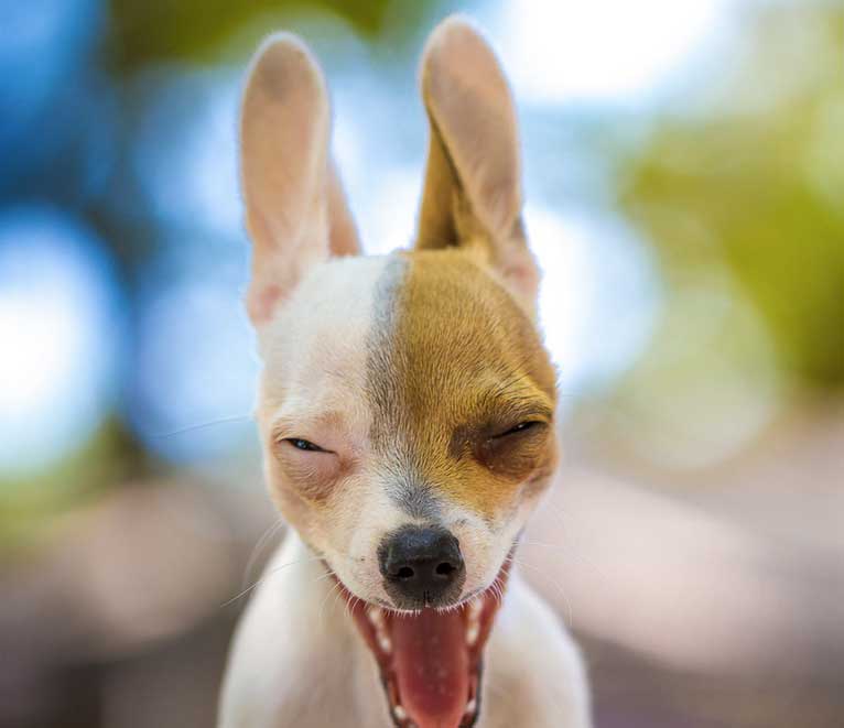 dog perro fotografia photograph11