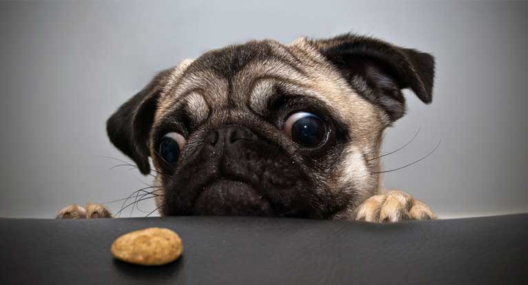 dog perro fotografia photograph12