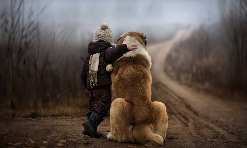 dog perro fotografia photograph13