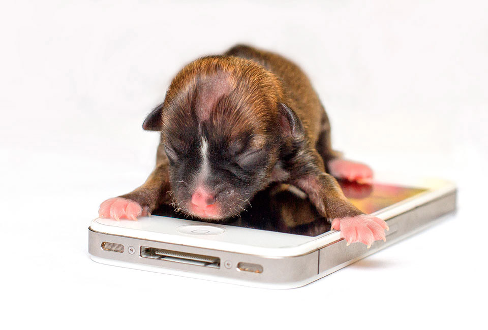 dog perro fotografia photograph4