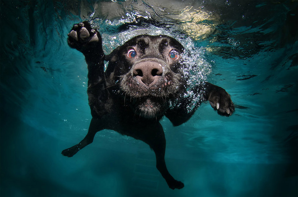 dog perro fotografia photograph5