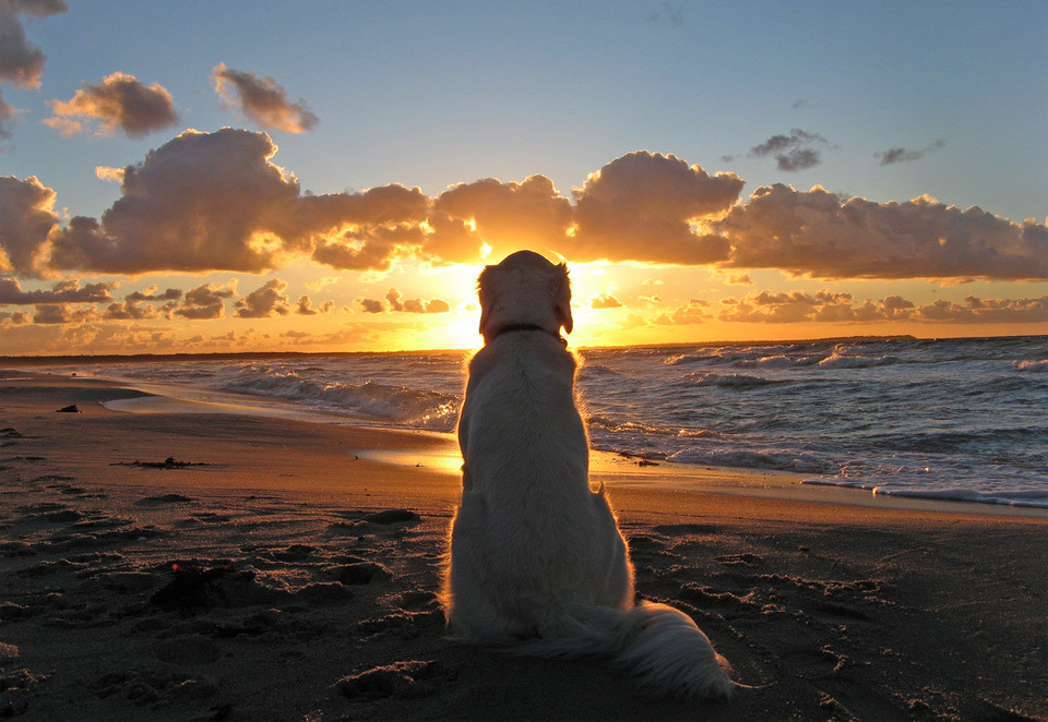dog perro fotografia photograph6