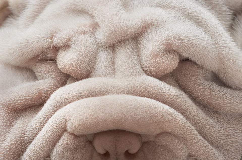 dog perro fotografia photograph7