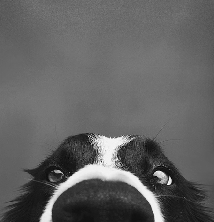 humor perro divertido10