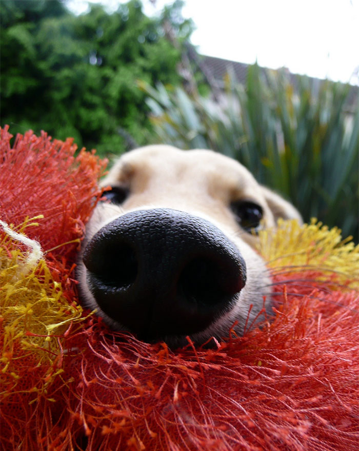 humor perro divertido2