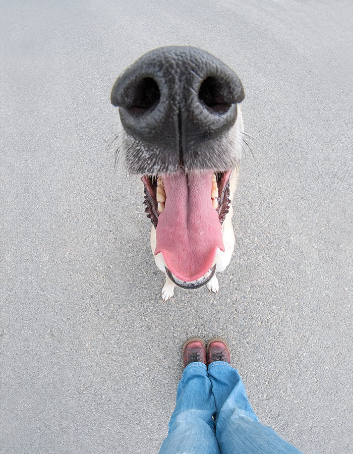 humor perro divertido3