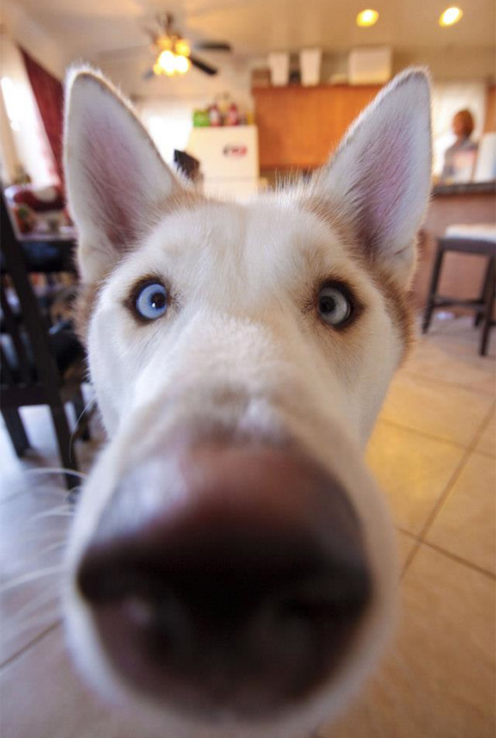 humor perro divertido6