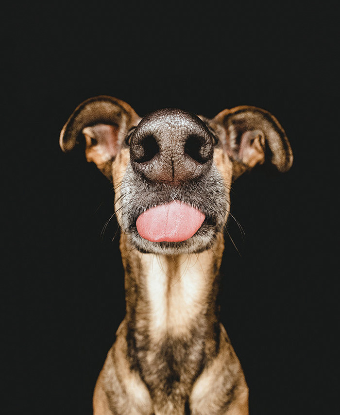 humor perro divertido9