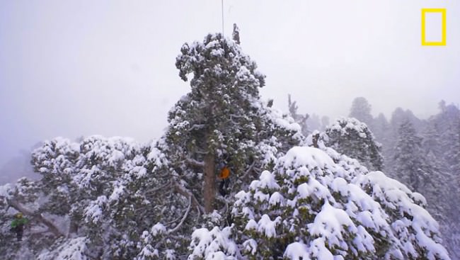 sequoia El Presidente The Presidente giant tree4
