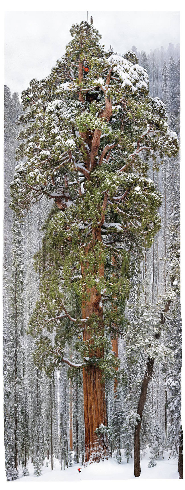 sequoia El Presidente The Presidente giant tree5