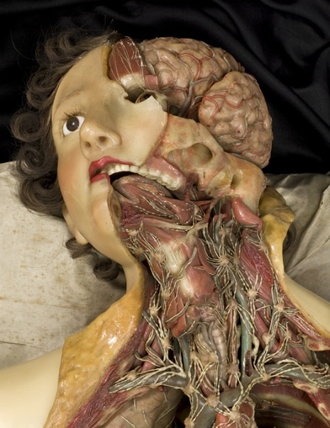 wax medical model modelos medicina Cultura Inquieta2