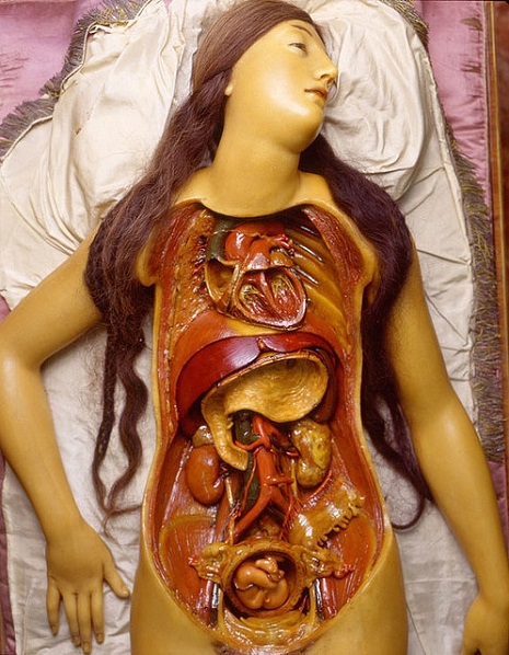 wax medical model modelos medicina Cultura Inquieta4